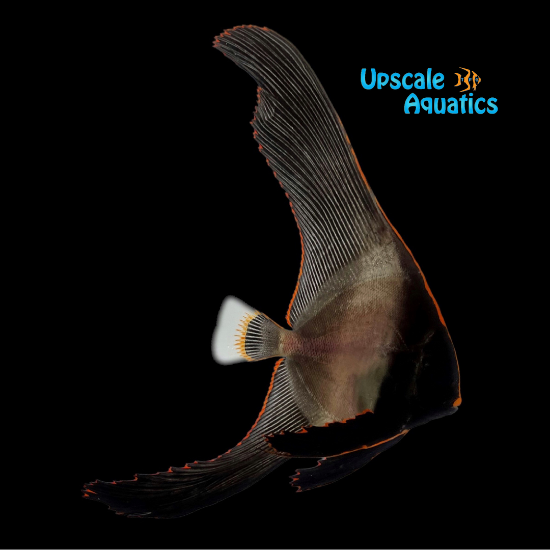 Pinnatus Batfish (Platax pinnatus)