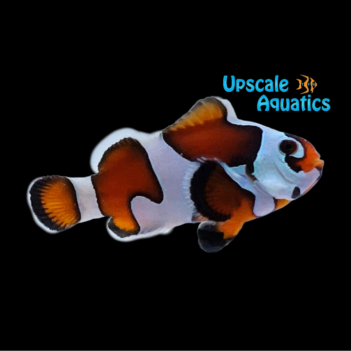 Orange Storm Clownfish (Amphiprion ocellaris)