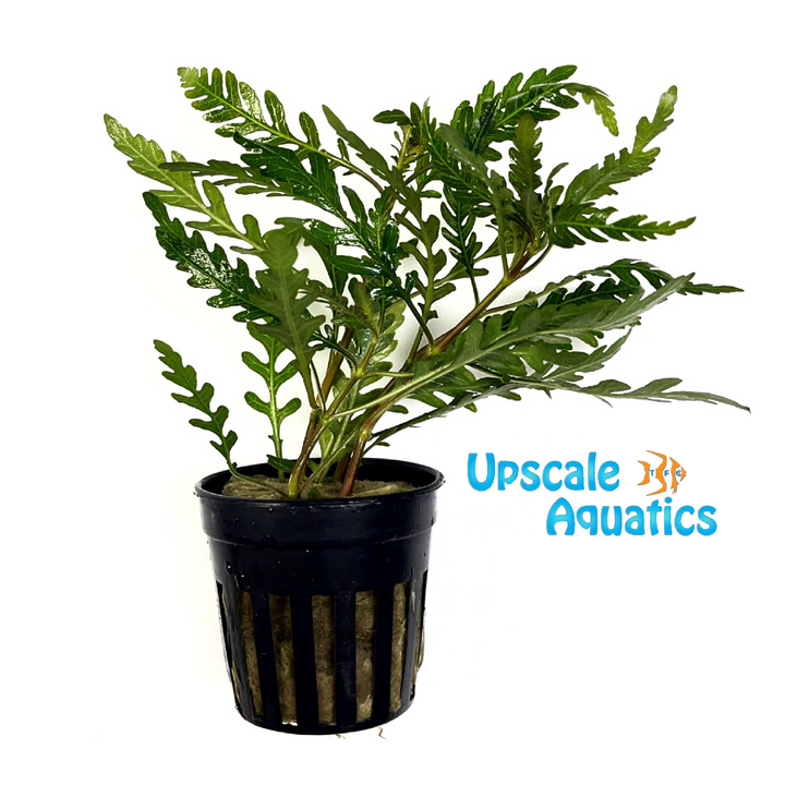 Hygrophila Pinnatifida