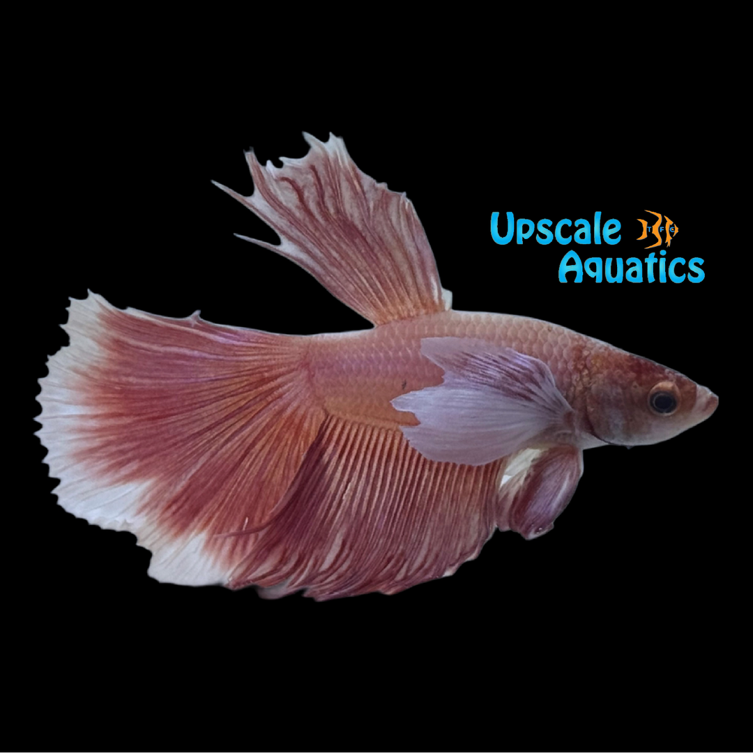 Pink Dumbo Halfmoon Betta - Male (Betta splendens)