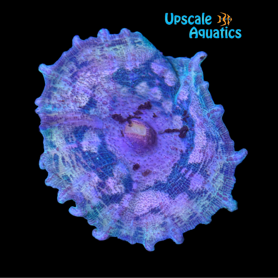 Ultra Tie-Dye Neglecta Mushroom (Discosoma neglecta)