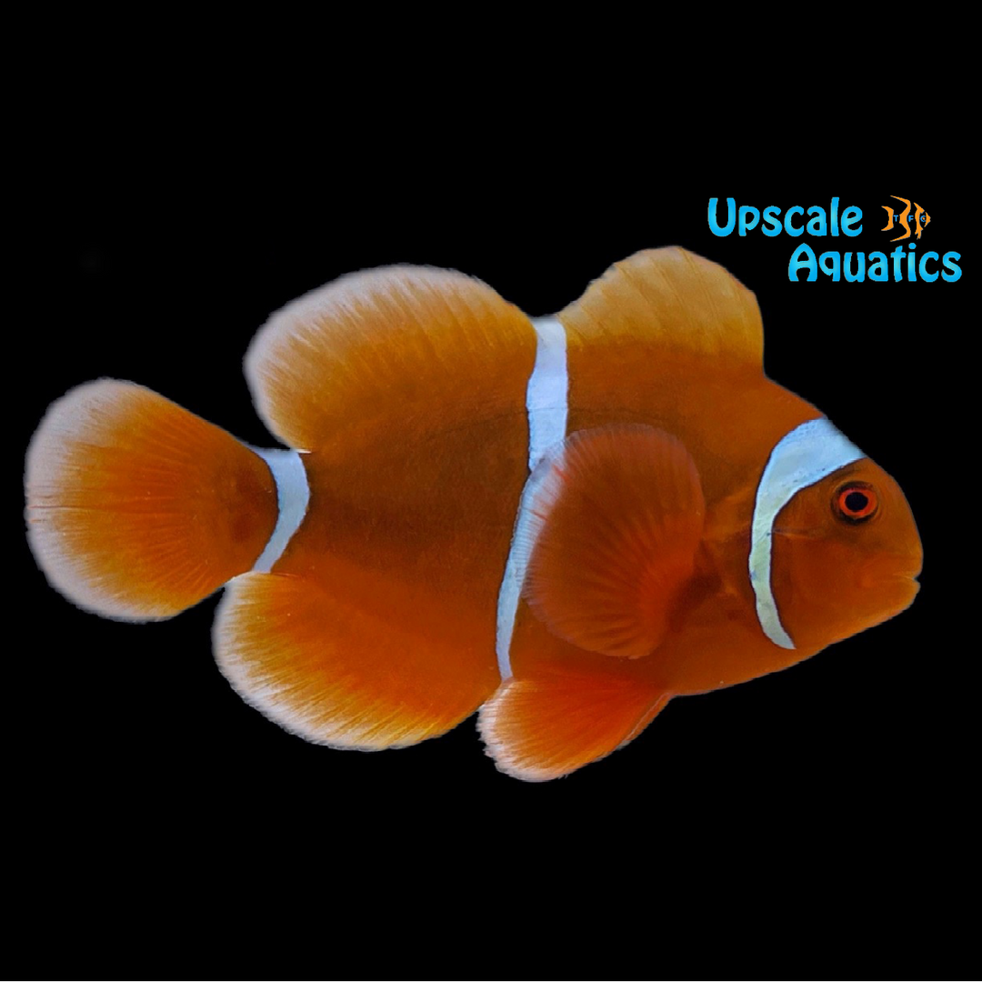 Gold Stripe Maroon Clownfish - Captive Bred (Premnas biaculeatus)