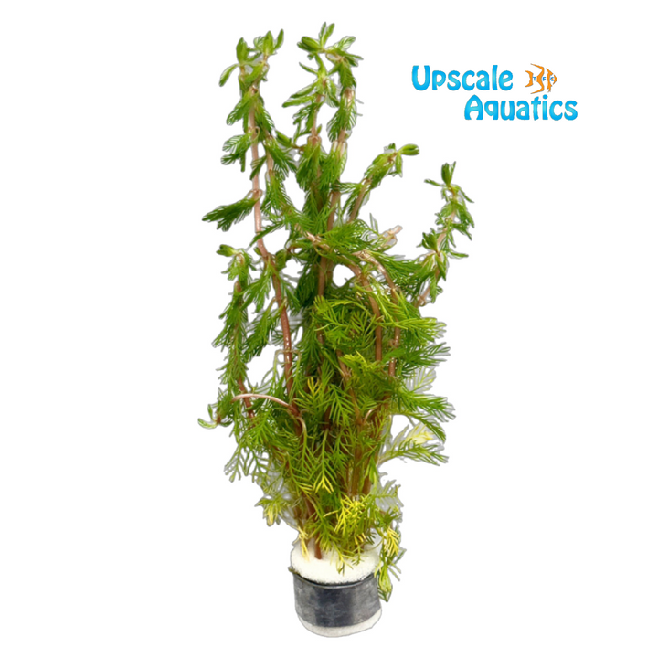 Myriophyllum Rubricaule