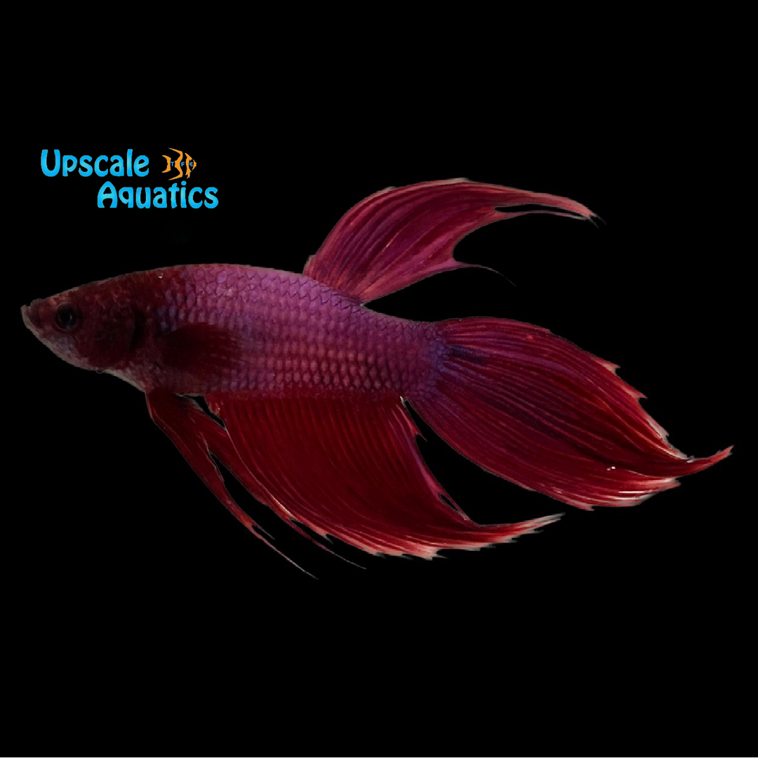 Assorted Veiltail Betta - Male (Betta splendens)