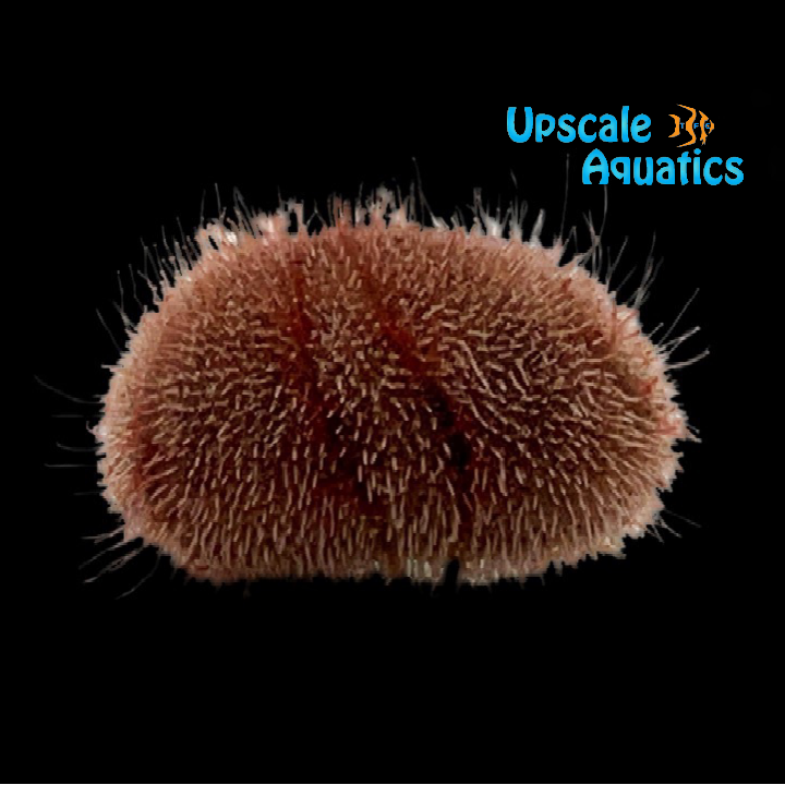 Red Heart Urchin (Meoma ventricosa)