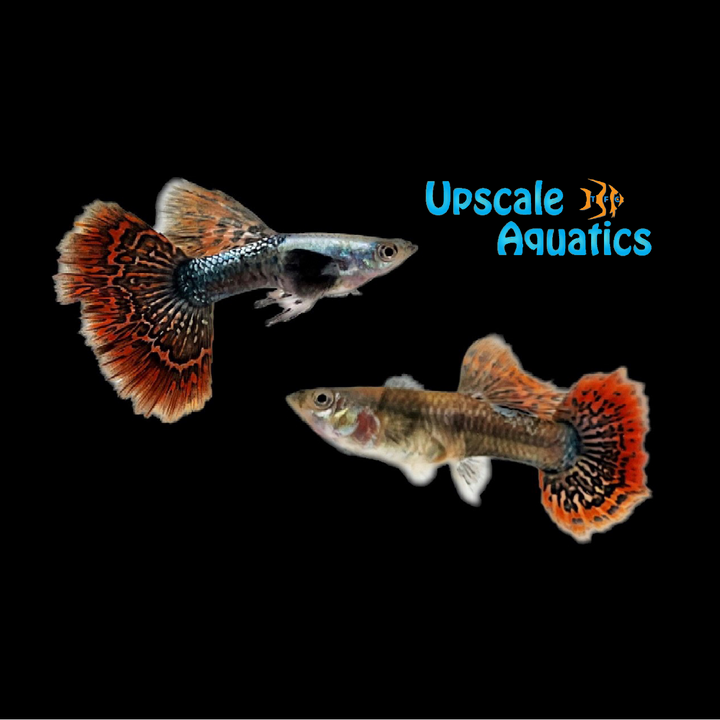 Highfin Dumbo Red Dragon Guppy (Poecilia reticulata)