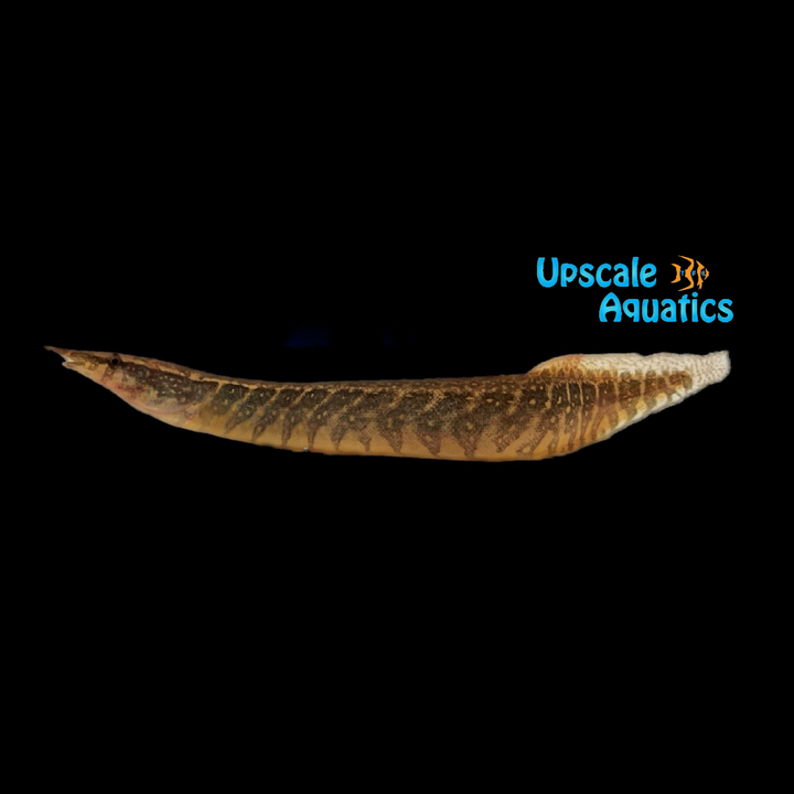 Half Banded Spiny Eel (Macrognathus circumcinctus)