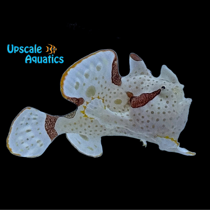 White Wartskin Angler (Antennarius maculatus)