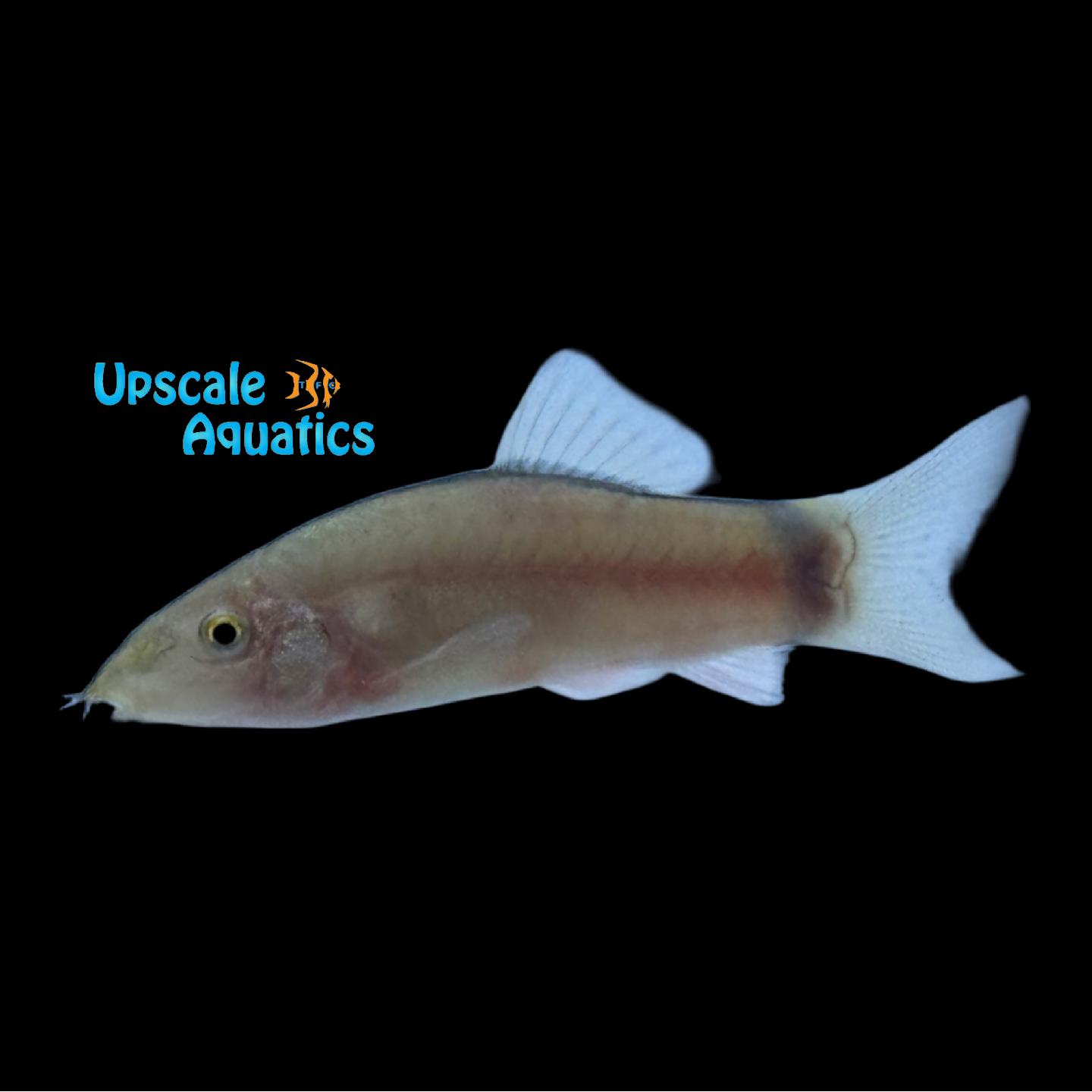 Skunk Botia (Botia morleti) – Upscale Aquatics