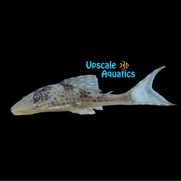 Beige Cochliodon Lyretail Pleco (Hypostomus ericius)