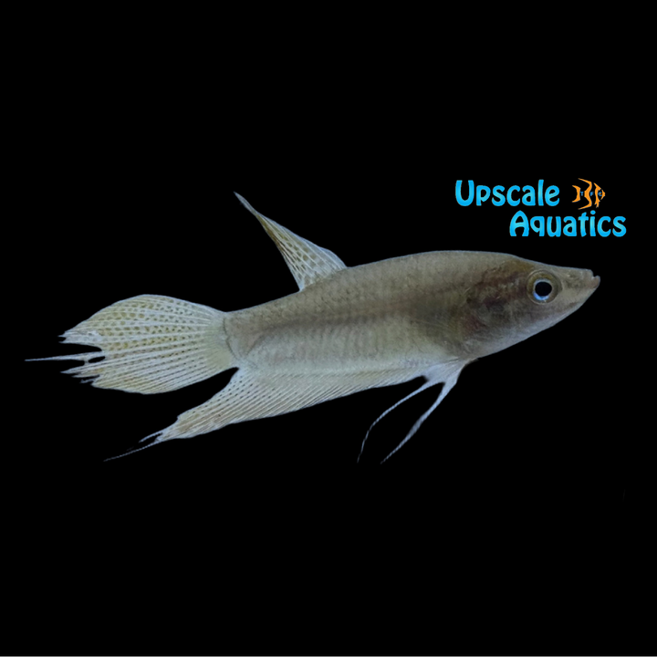 Croaking Gourami (Trichopsis vittata)