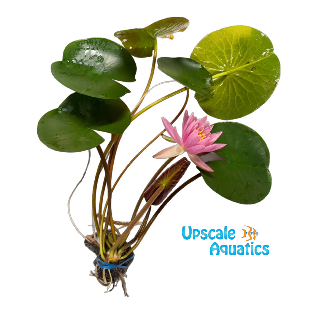 Pink Hardy Water Lily (Nymphaea sp.)