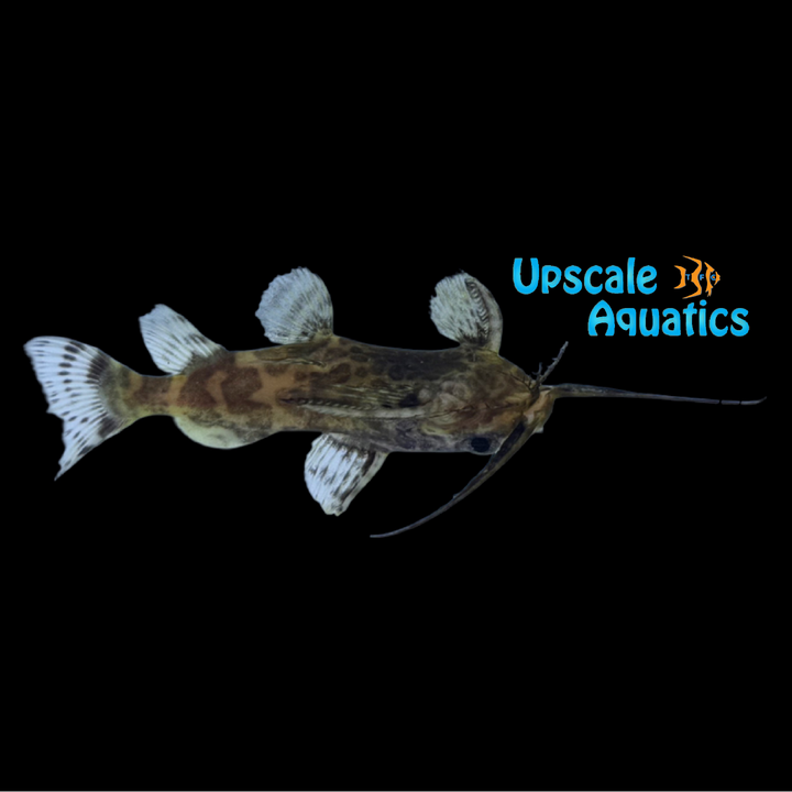 Zebra Upside Down Catfish (Synodontis nigriventris zebra 'Kutu')