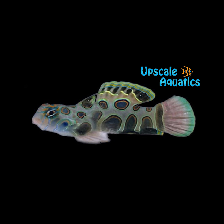 Target Mandarin (Synchiropus picturatus)