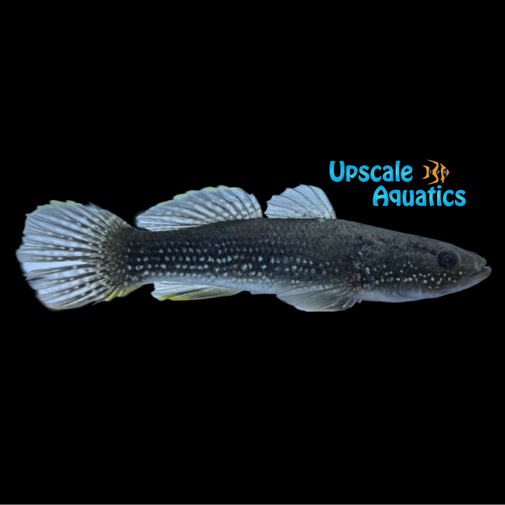 Spangled Gudgeon (Ophiocara porocephala)