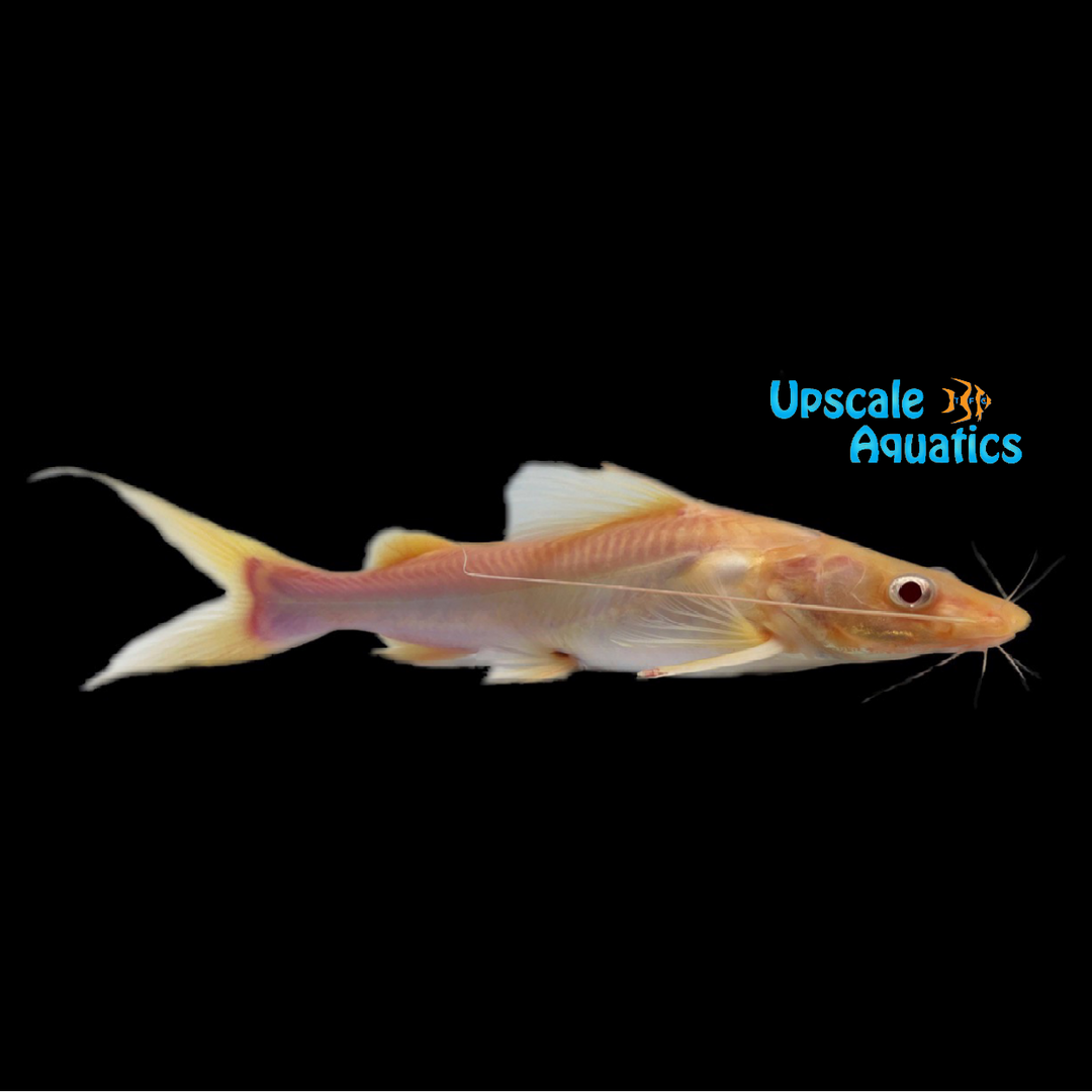 Albino Asian Redtail Catfish (Hemibagrus nemurus albino) – Upscale