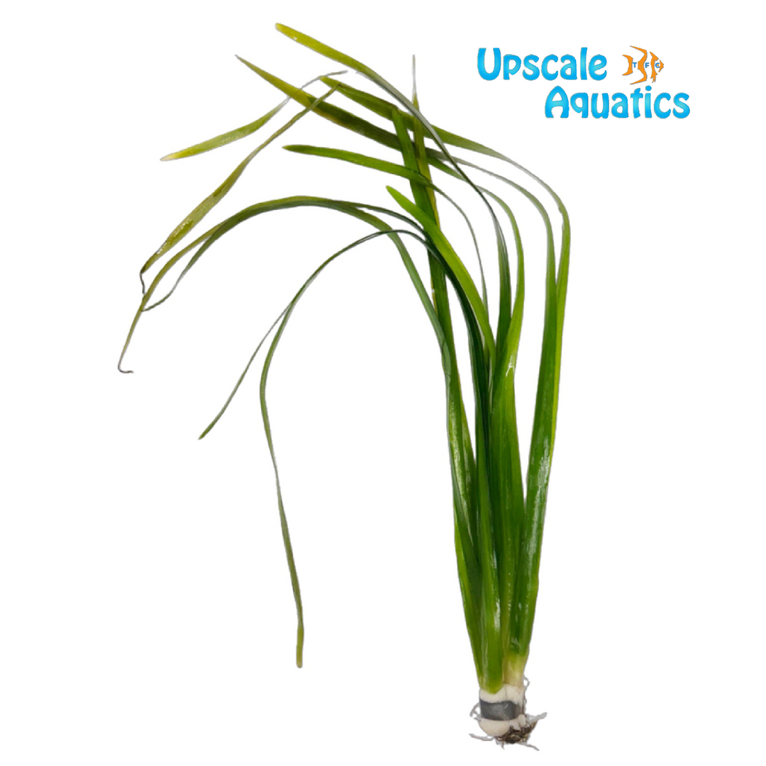 Red Spiralis Val (Vallisneria spiralis)