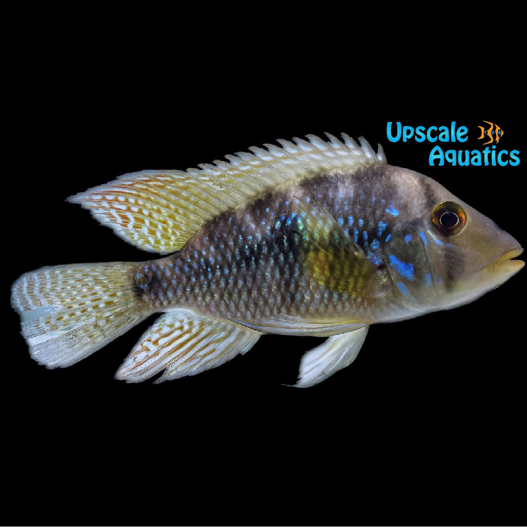 Geophagus Brasiliensis