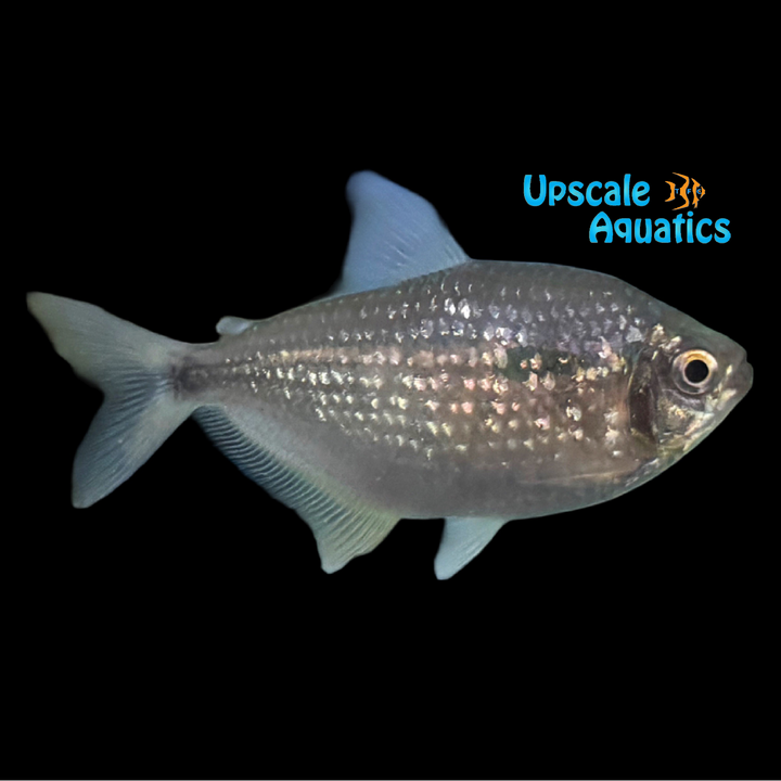 Diamond Scale Tetra (Jupiaba abramoides)