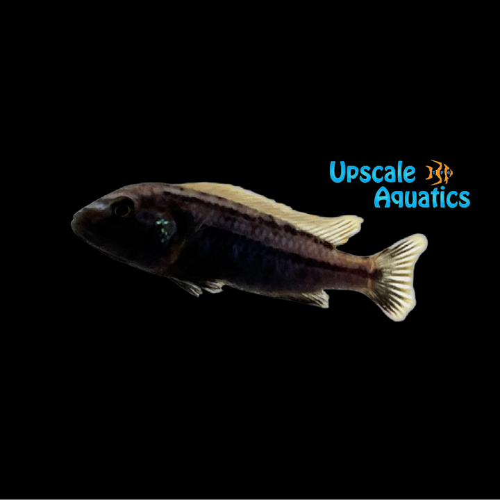 Melanochromis Heterochromis 'Mumbo Island'
