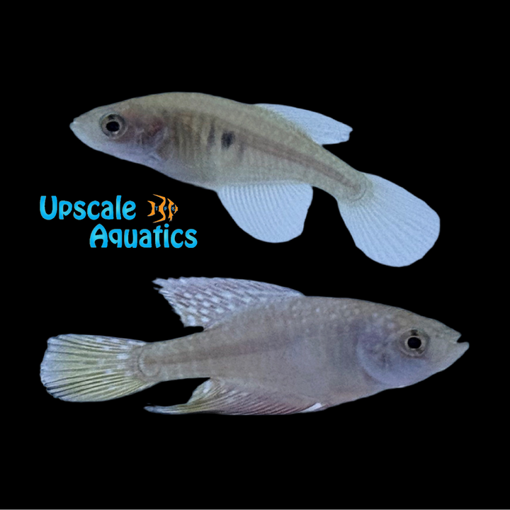 Golden Spot Killifish (Hypsolebias faouri)