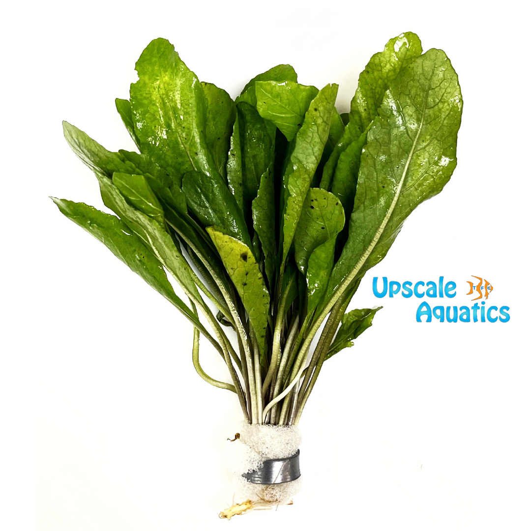 Rorippa Aquatica