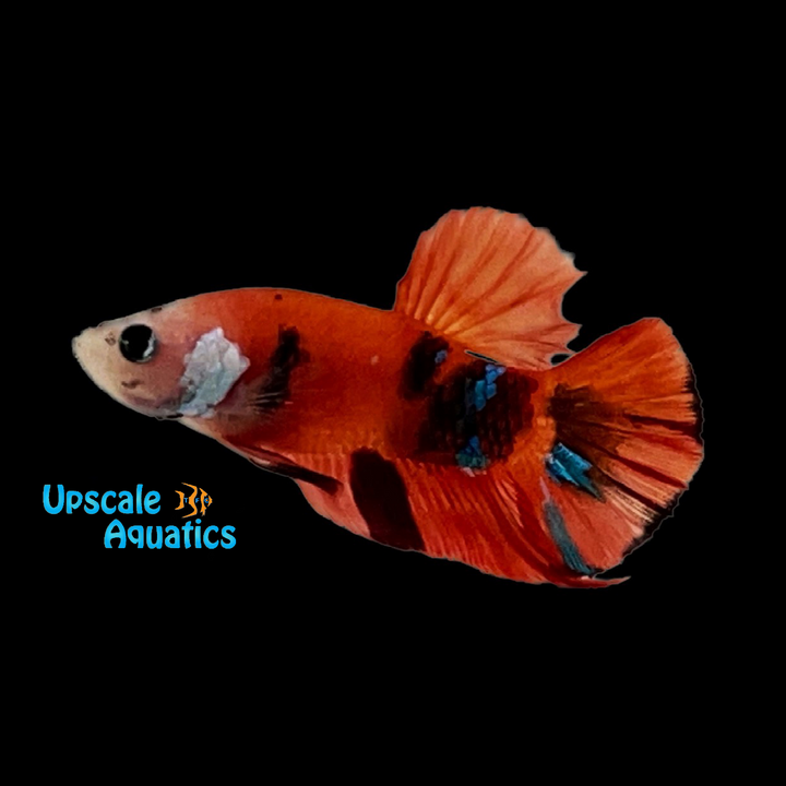 Nemo Koi Plakat Betta - Male (Betta splendens)