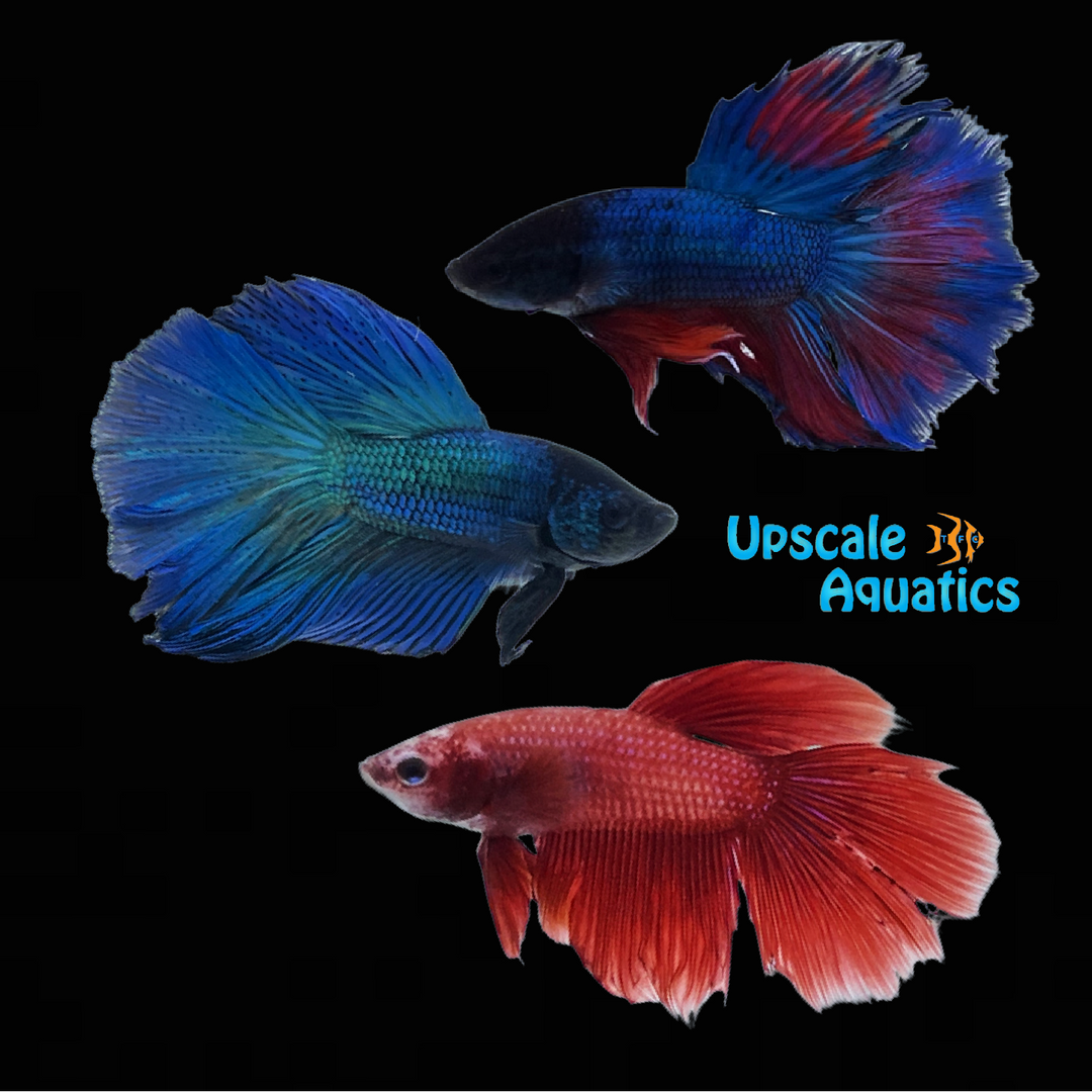 Assorted Halfmoon Betta - Male (Betta splendens)