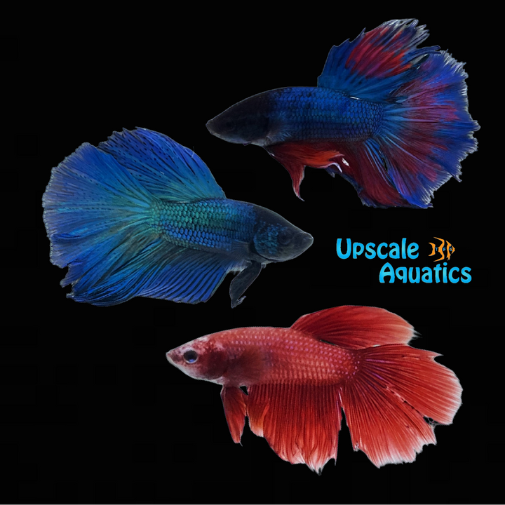 Assorted Halfmoon Betta - Male (Betta splendens)