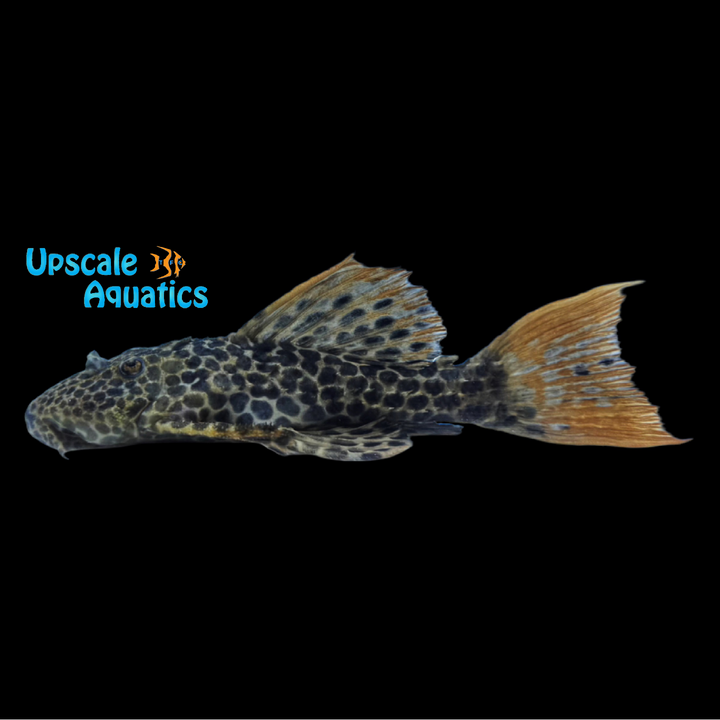 Demini Leopard Cactus Pleco L114 (Pseudacanthicus cf. leopardus L114)