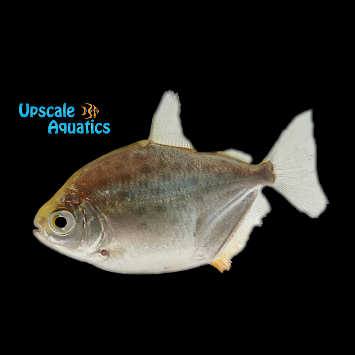 Spotted Metynnis (Metynnis maculatus)