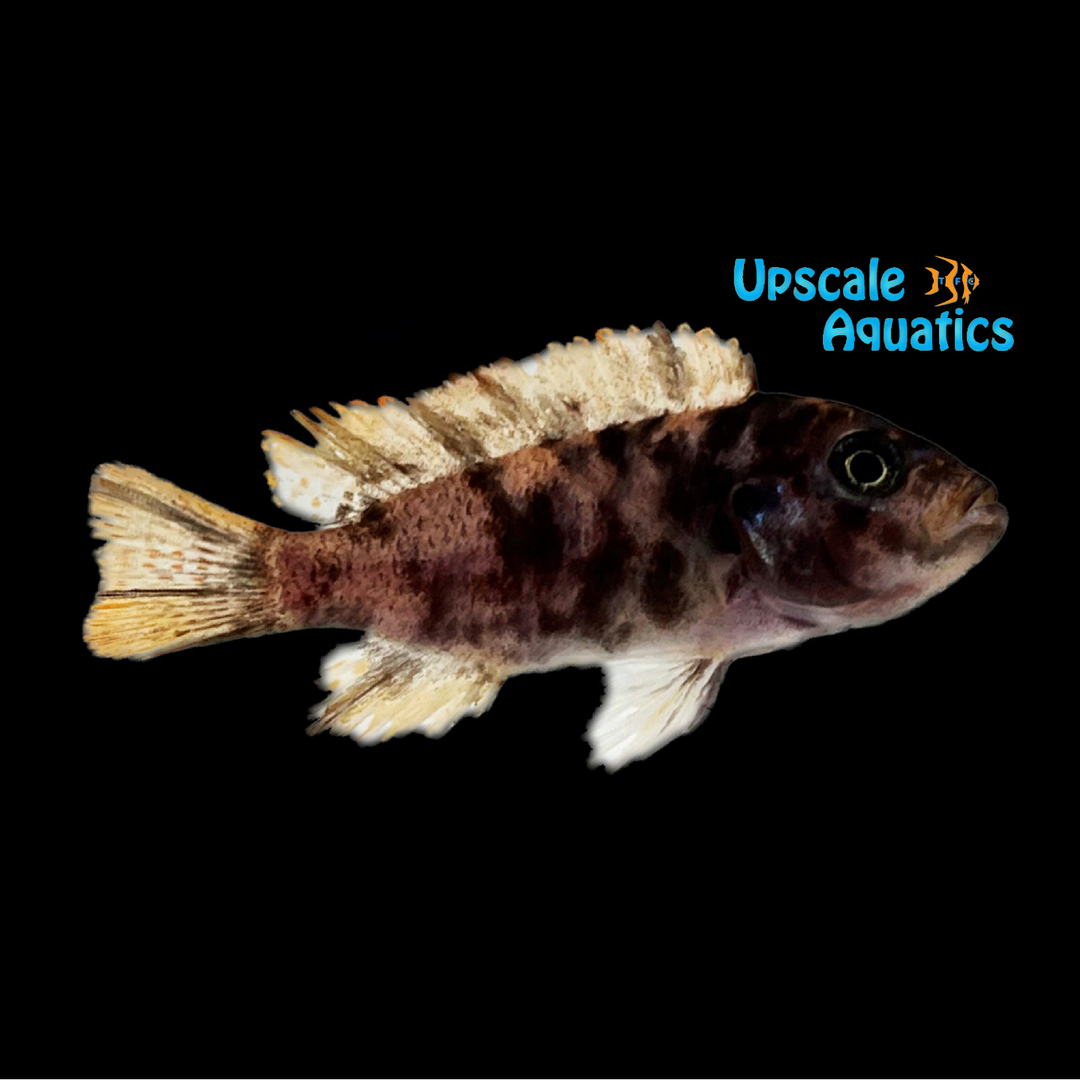 OB Mbenji Zebra (Metriaclima mbenji ob)