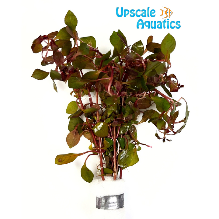 Ludwigia Natans 'Super Red'