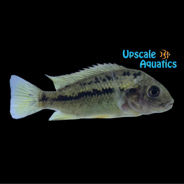 Pungu Cichlid (Pungu maclareni)