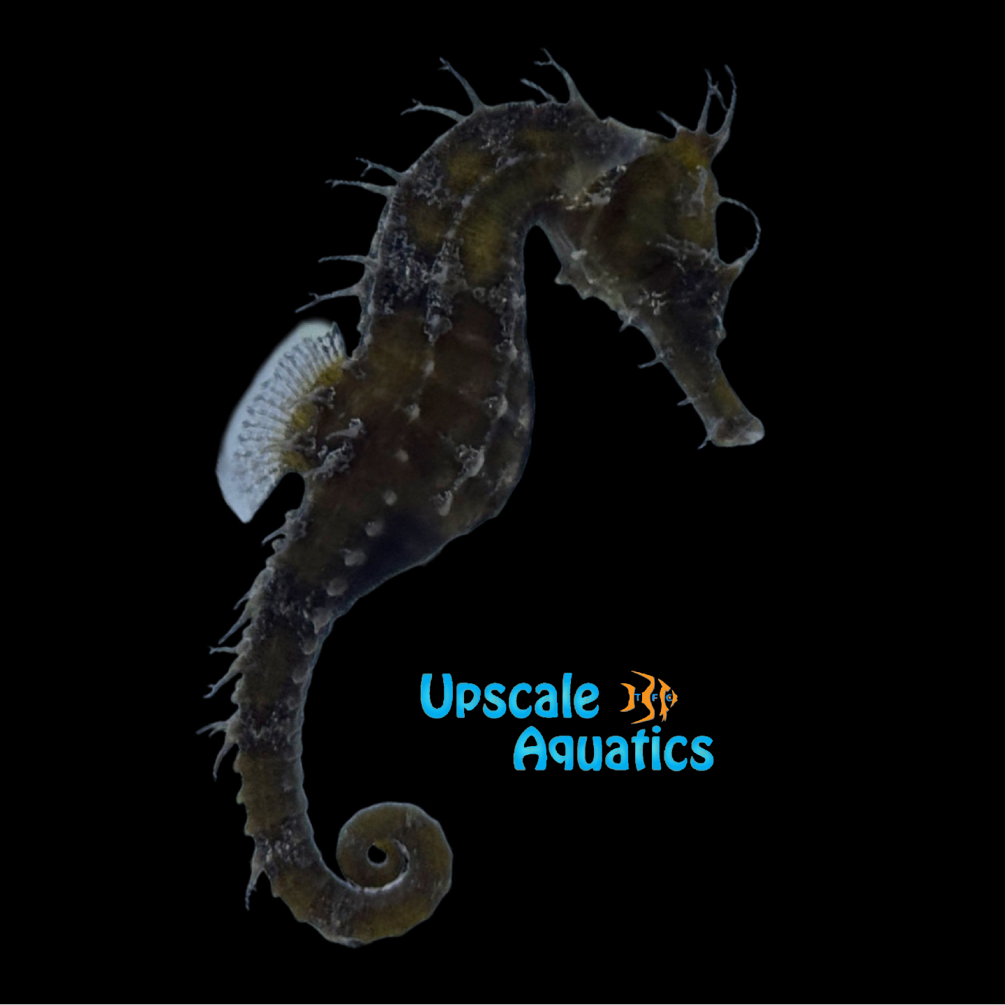 Erectus Seahorse - Captive Bred (Hippocampus erectus) – Upscale Aquatics
