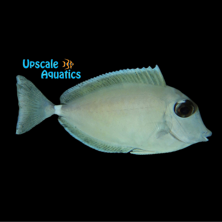 Humpback Unicorn Tang (Naso brachycentron)