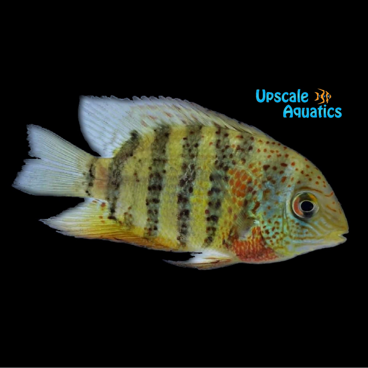 Red Tiger Severum (Heros severus 'curare')