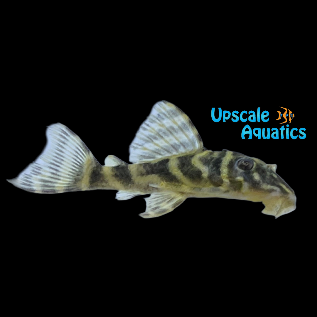 Yellow Zebra Pleco L199 (Hypancistrus furunculus)