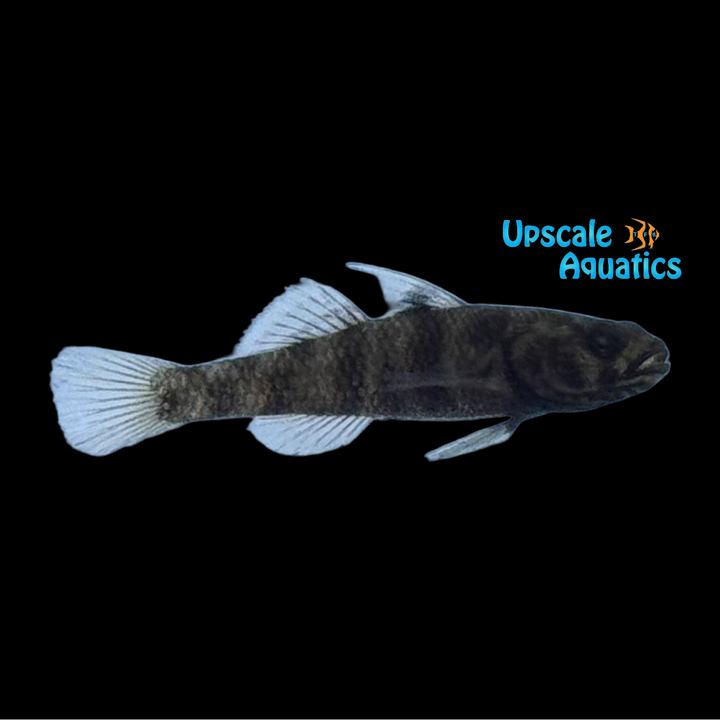 Shelldwelling Clown Goby (Mugilogobius adeia)