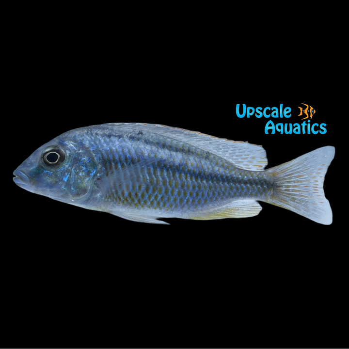 Malawi Bream Cichlid (Chilotilapia rhoadesii)