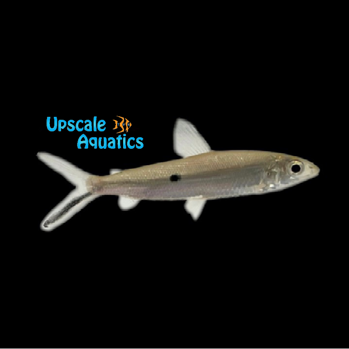 One Spot Hemiodus (Hemiodus unimaculatus)