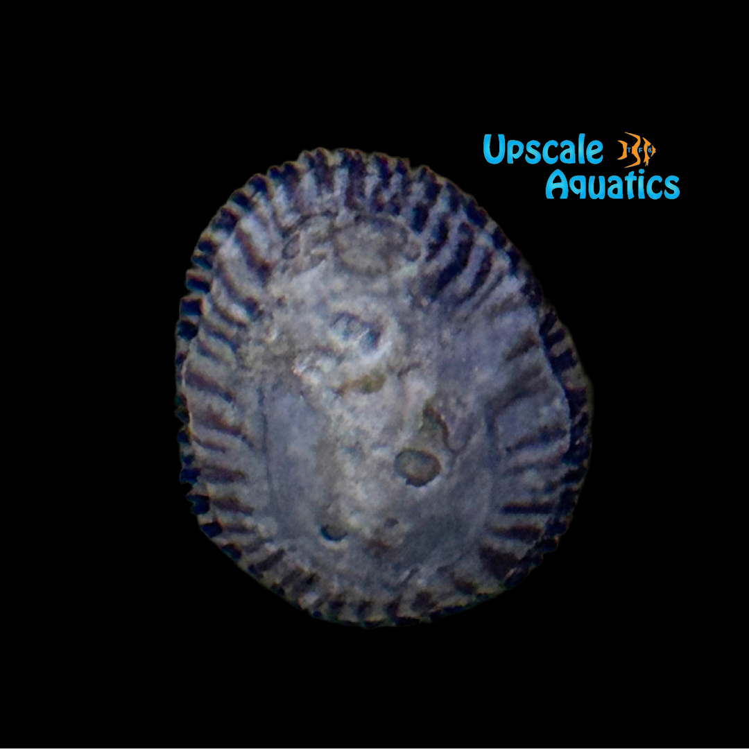 American Striped False Limpet (Siphonaria naufragum)