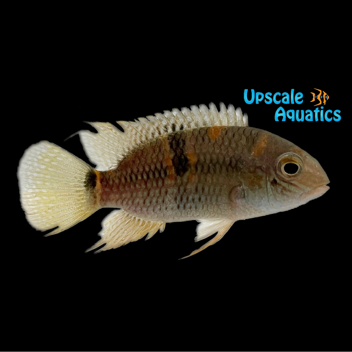 Super Orange Aequidens Cichlid (Aequidens superomaculatum)