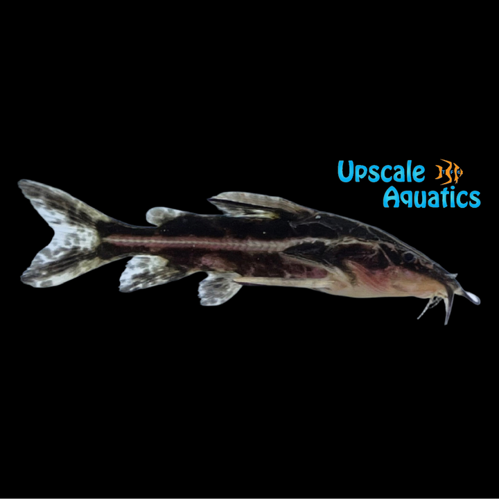 Longnose Striped Raphael Catfish (Orinocodoras eigenmanni)