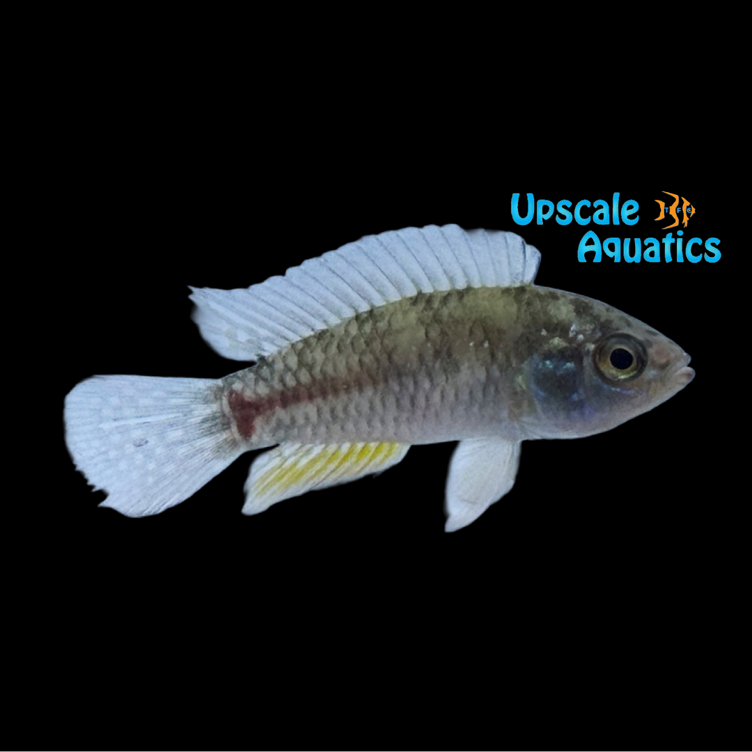 T-Bar Apisto. (Apistogramma pucallpaensis)