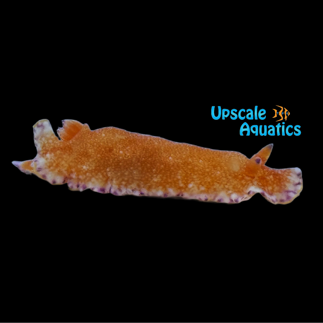 Florida Orange Nudibranch (Discodoris sp.)