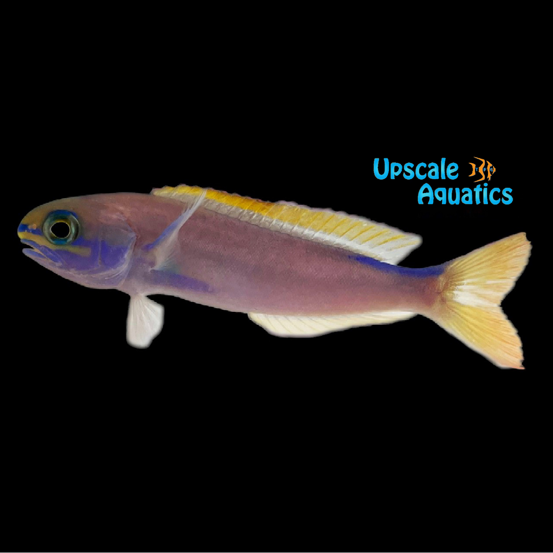 Randall's Tilefish (Hoplolatilus randalli)
