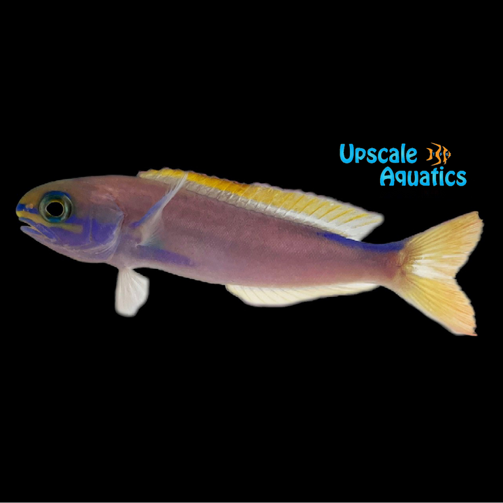 Randall's Tilefish (Hoplolatilus randalli)