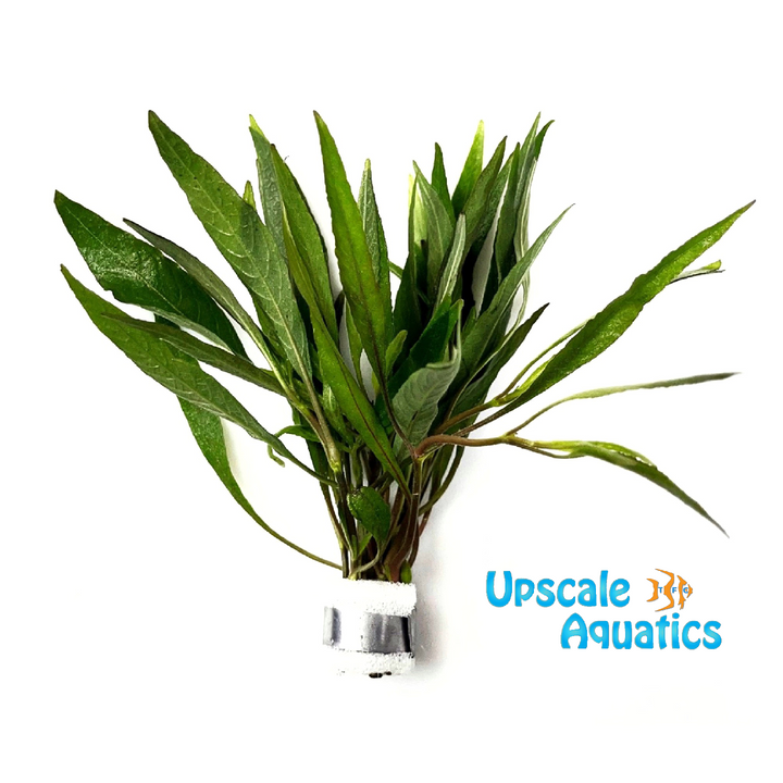 Hygrophila Lacustris