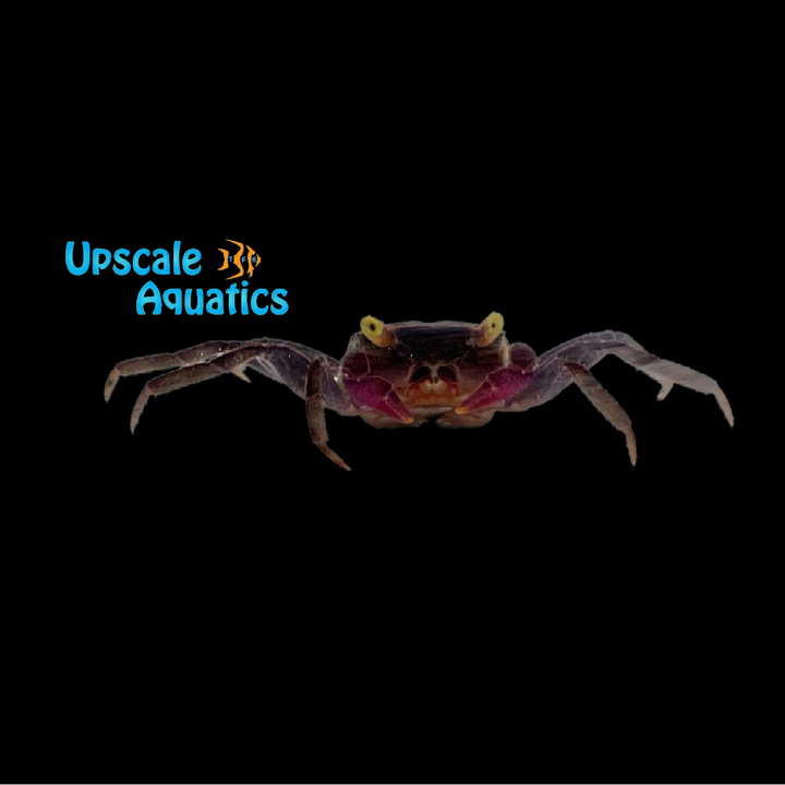 Purple Vampire Crab (Geosesarma bodorensis)